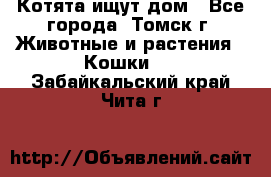 Котята ищут дом - Все города, Томск г. Животные и растения » Кошки   . Забайкальский край,Чита г.